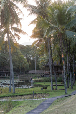 Winding path lined with tall palm trees in a tropical garden at sunset, with golden light filtering through the trees